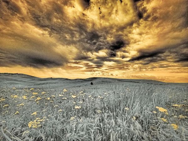 Eggers, Terry 아티스트의 USA-Washington State-Palouse-Spring Poppies and wheat field and clouds작품입니다.